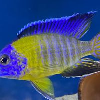 Lake Michigan Cichlids ico