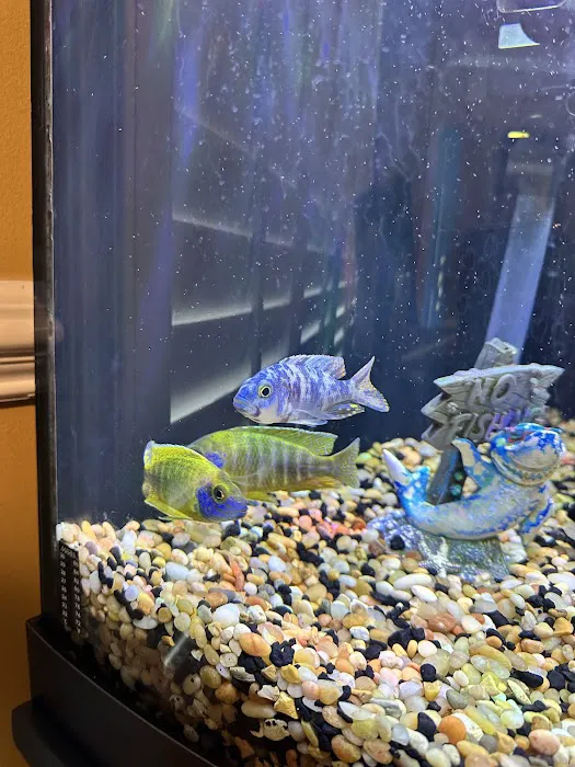 Lake Michigan Cichlids Picture 6