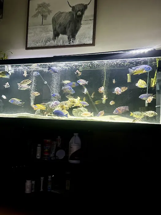 Lake Michigan Cichlids Picture 4