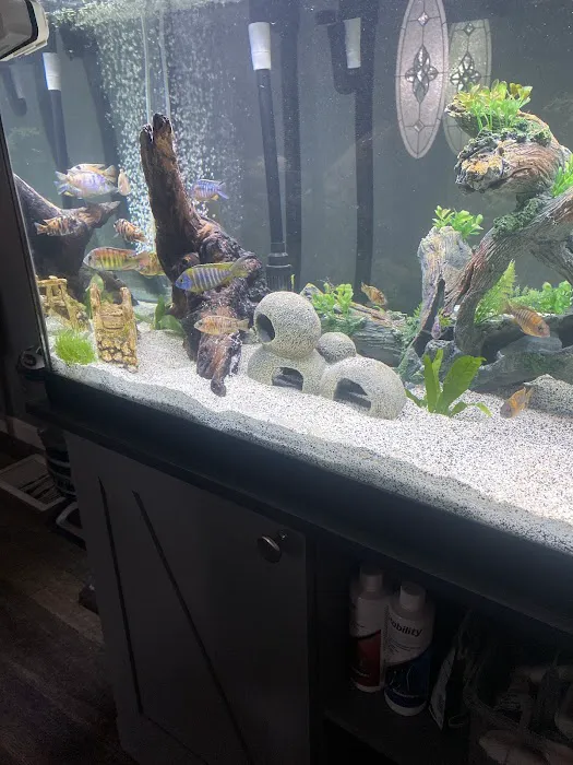 Lake Michigan Cichlids Picture 5