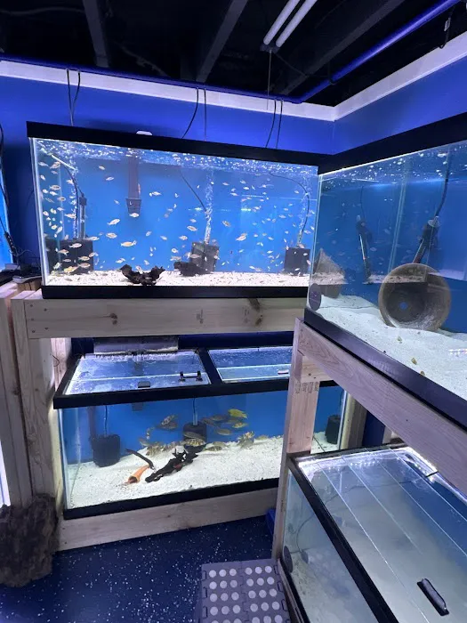 Lake Michigan Cichlids Picture 9