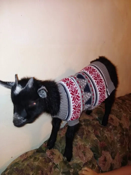 Top Notch Veterinary Clinic Picture 8