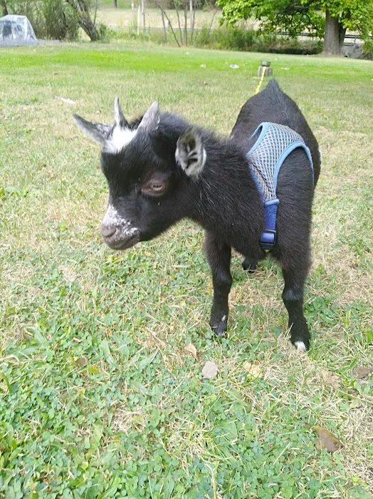 Top Notch Veterinary Clinic Picture 7