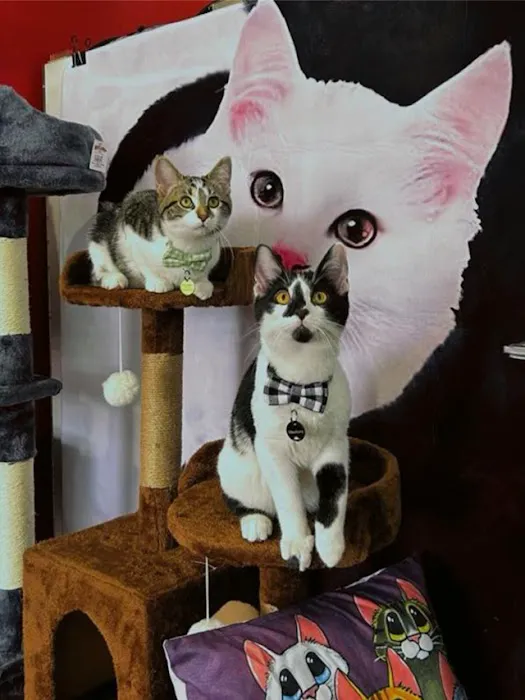 Kitty Citty Shoppe Picture 10