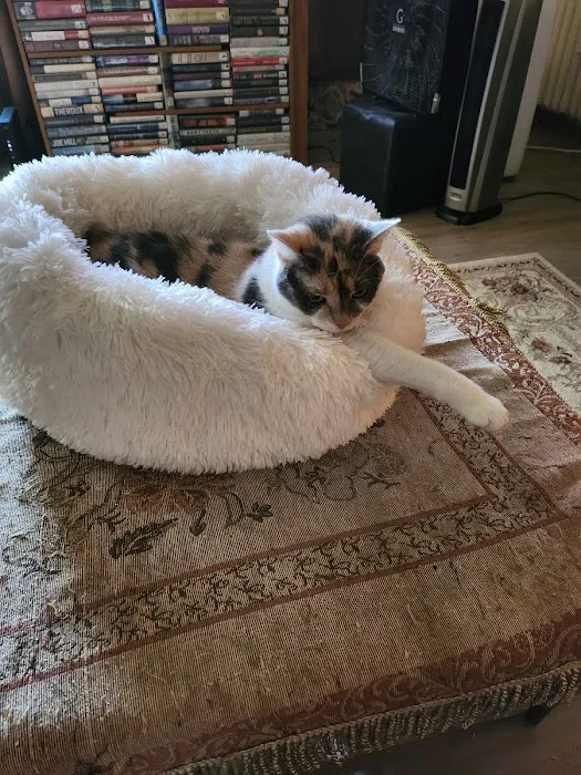Kitty Citty Shoppe Picture 5