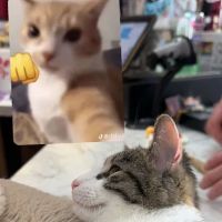 Kitty Citty Shoppe ico