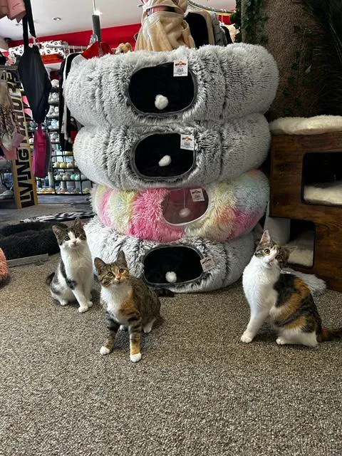 Kitty Citty Shoppe Picture 4