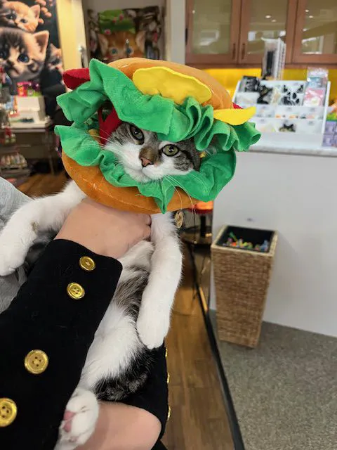 Kitty Citty Shoppe Picture 3