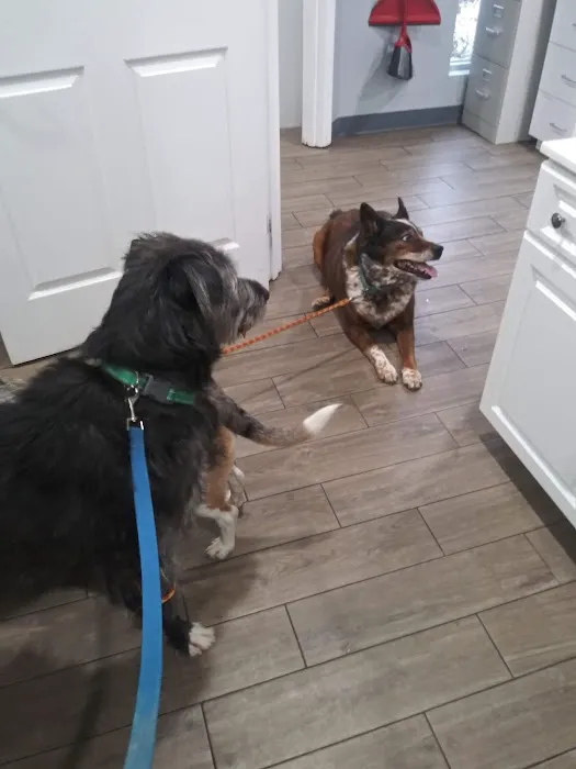 Mt Pleasant Animal Hospital Picture 7