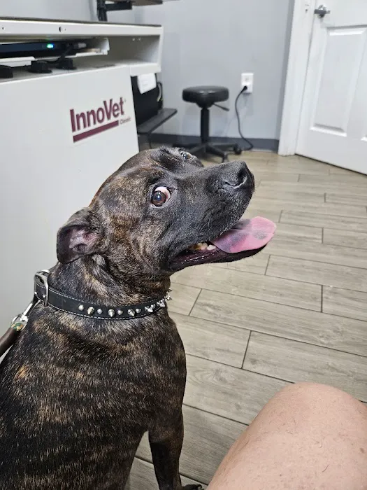 Mt Pleasant Animal Hospital Picture 6