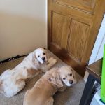 Mt Pleasant Animal Hospital