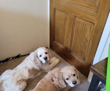 Mt Pleasant Animal Hospital
