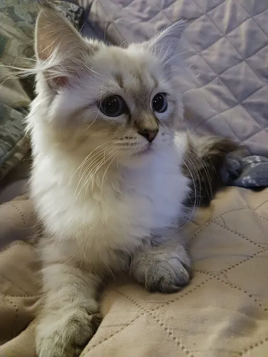 Fluffy and Adorable Corp Picture 8