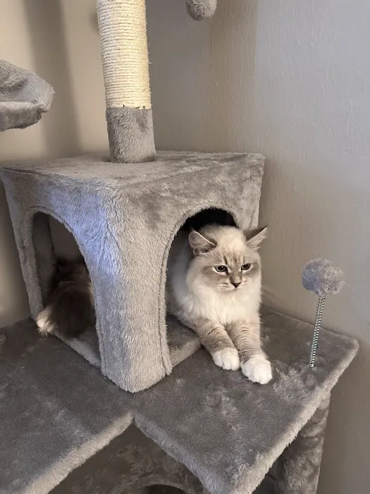 Fluffy and Adorable Corp Picture 1