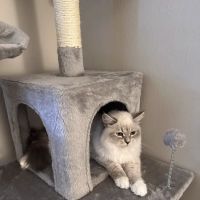 Fluffy and Adorable Corp ico