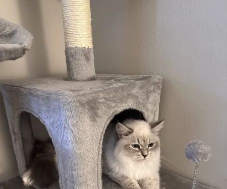 Fluffy and Adorable Corp