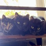 Spay it Forward