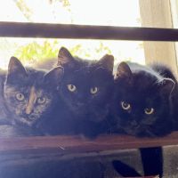 Spay it Forward ico