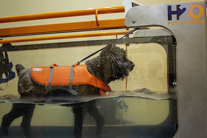 The Cabin Spa by K. Vet Animal Care Picture 7
