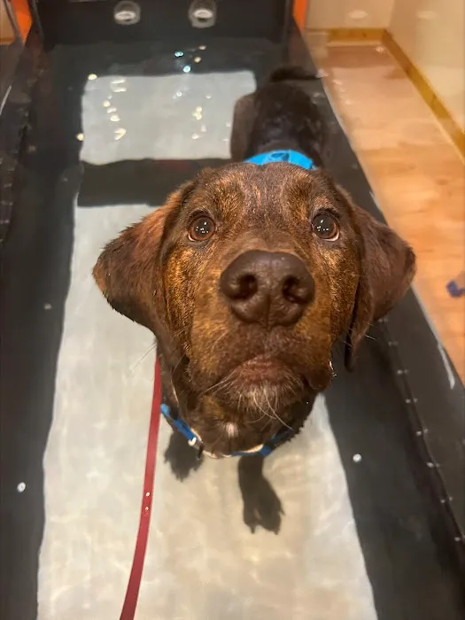 The Cabin Spa by K. Vet Animal Care Picture 1