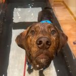 The Cabin Spa by K. Vet Animal Care