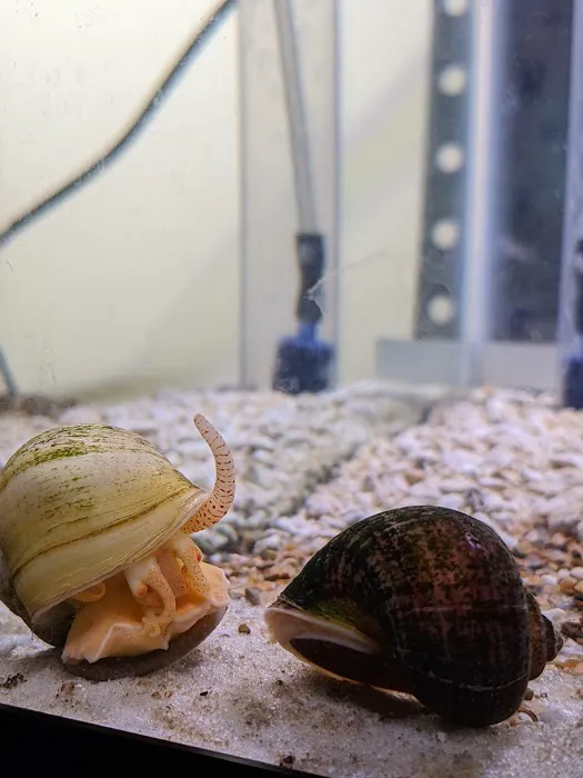 Mollusk Mama Picture 5