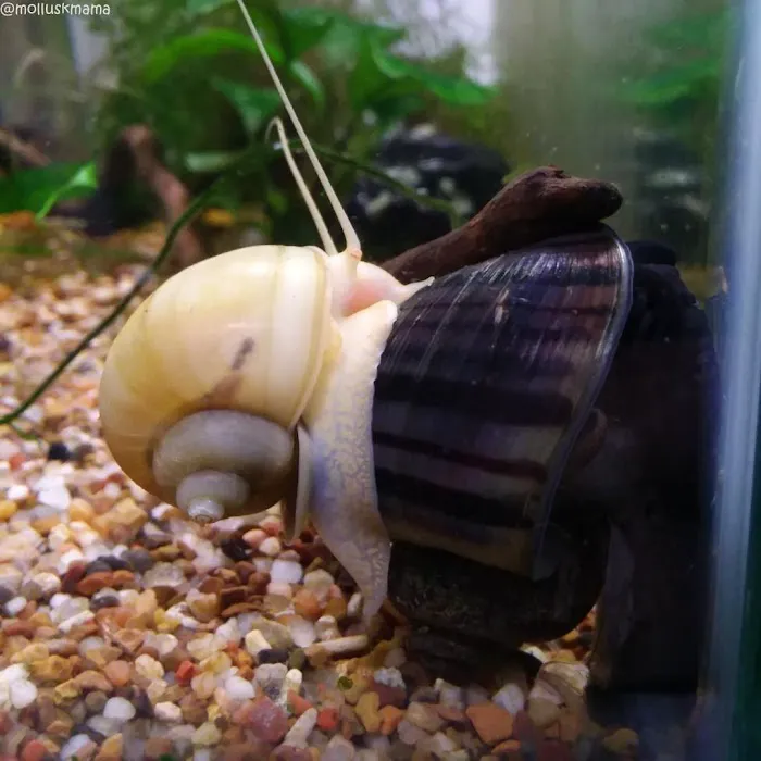 Mollusk Mama Picture 2