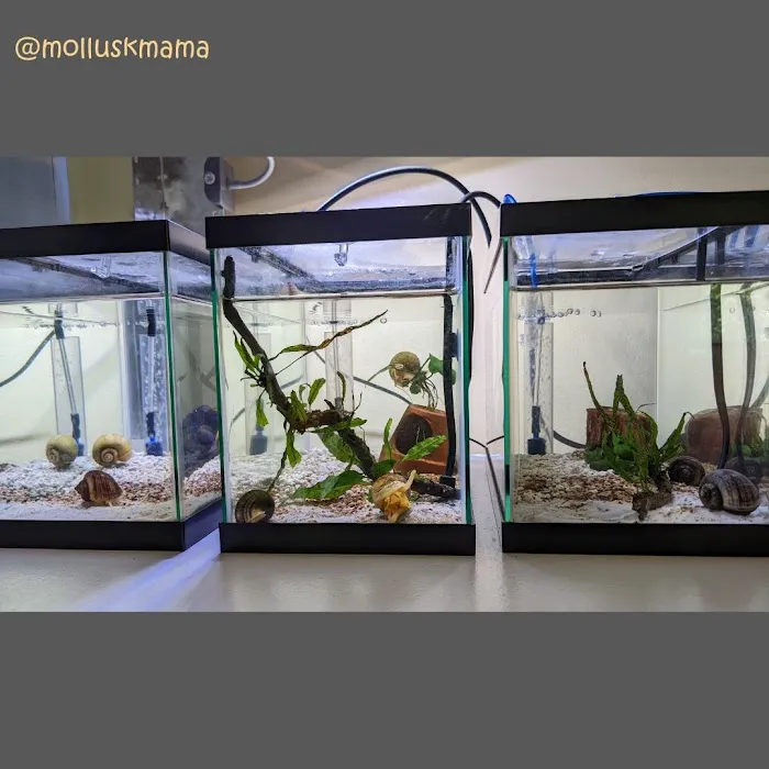 Mollusk Mama Picture 8