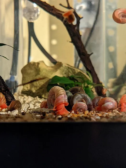 Mollusk Mama Picture 3