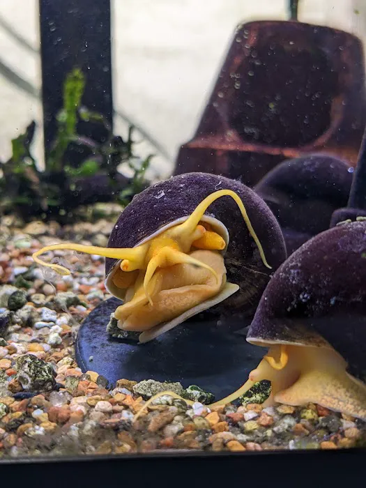Mollusk Mama Picture 6