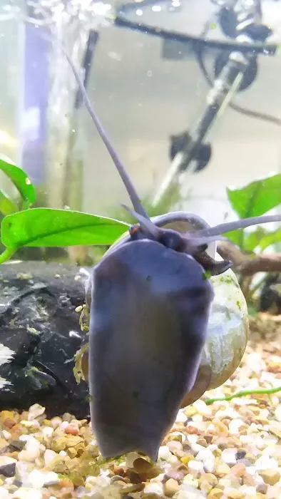 Mollusk Mama Picture 1