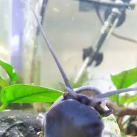 Mollusk Mama ico