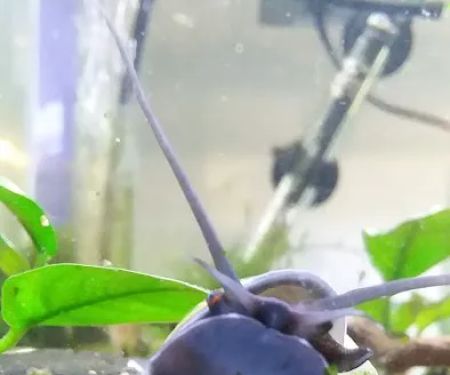 Mollusk Mama