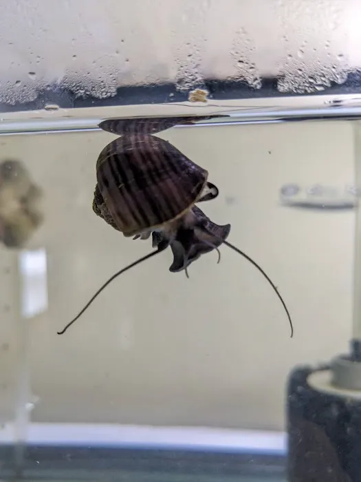 Mollusk Mama Picture 4