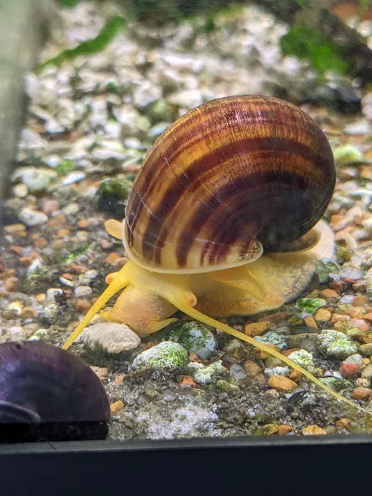 Mollusk Mama Picture 7