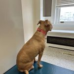 Heart & Soul Animal Hospital