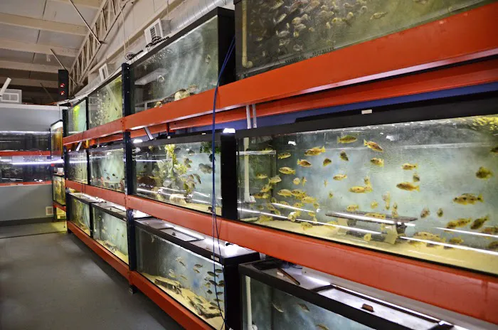 Datz Cichlids & Reptiles Picture 5