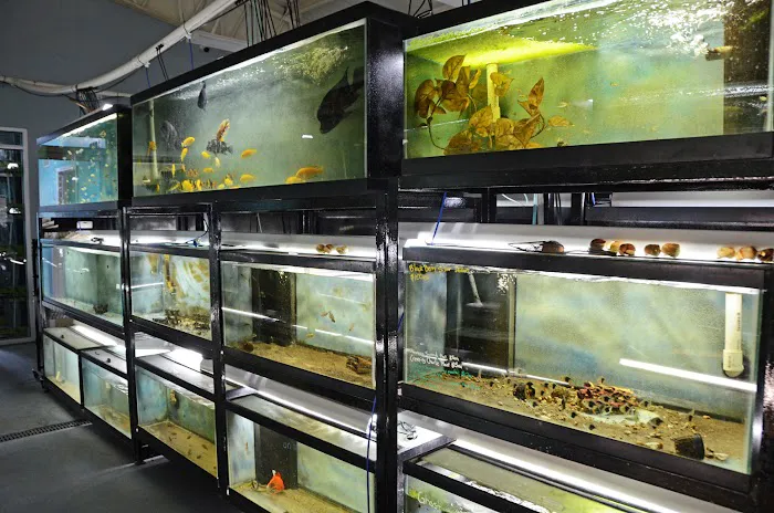 Datz Cichlids & Reptiles Picture 8
