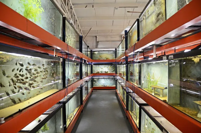 Datz Cichlids & Reptiles Picture 7