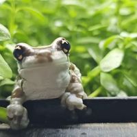 Datz Cichlids & Reptiles ico