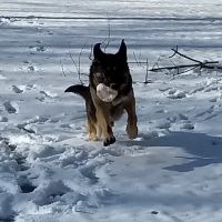 Green Hill Veterinary Care Ltd ico