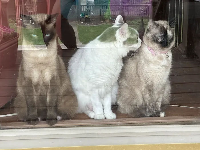 Green Hill Veterinary Care Ltd Picture 10