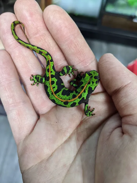 Toadally Frogs LLC Picture 9