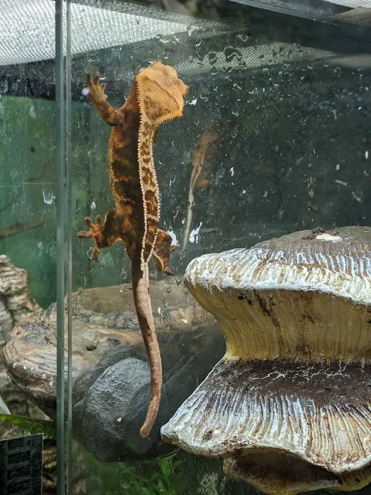 Toadally Frogs LLC Picture 10