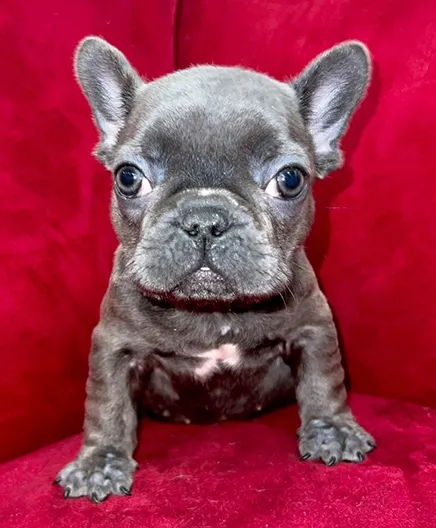 Pocket Puppies Picture 2