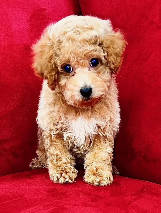 Pocket Puppies Picture 8