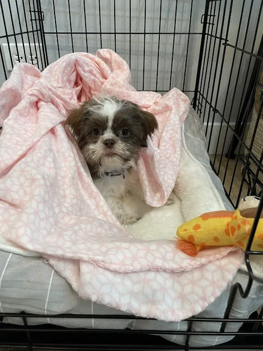 Pocket Puppies Picture 7