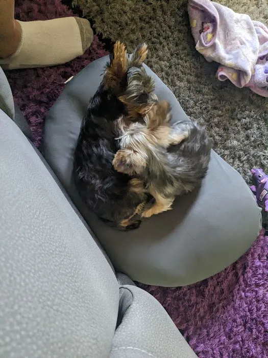 Pocket Puppies Picture 5