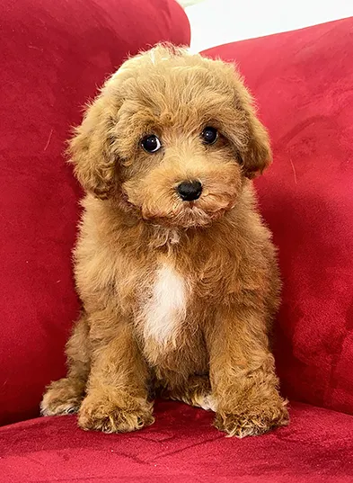 Pocket Puppies Picture 4