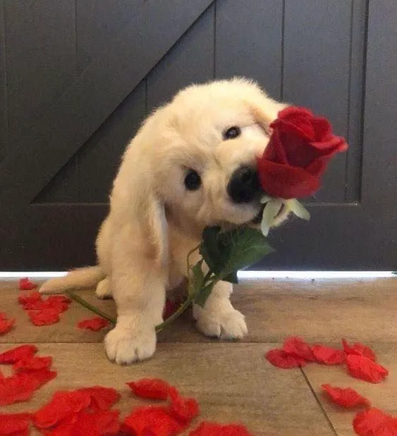 Furry Pet